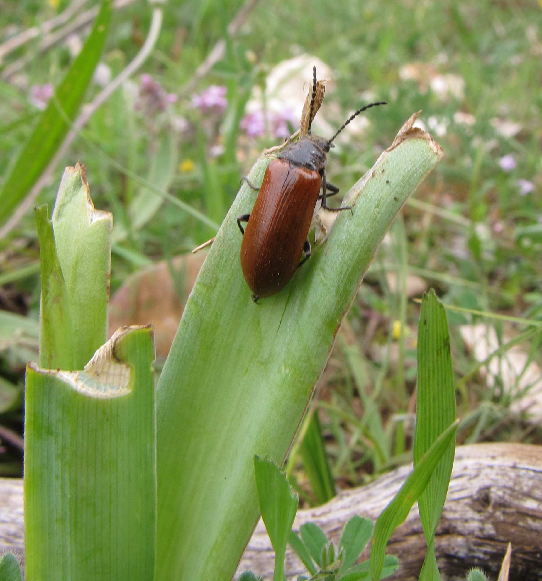 elateridae?